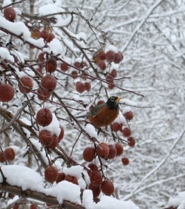 Robin on berry tree branch in winter woodland in Minnesota