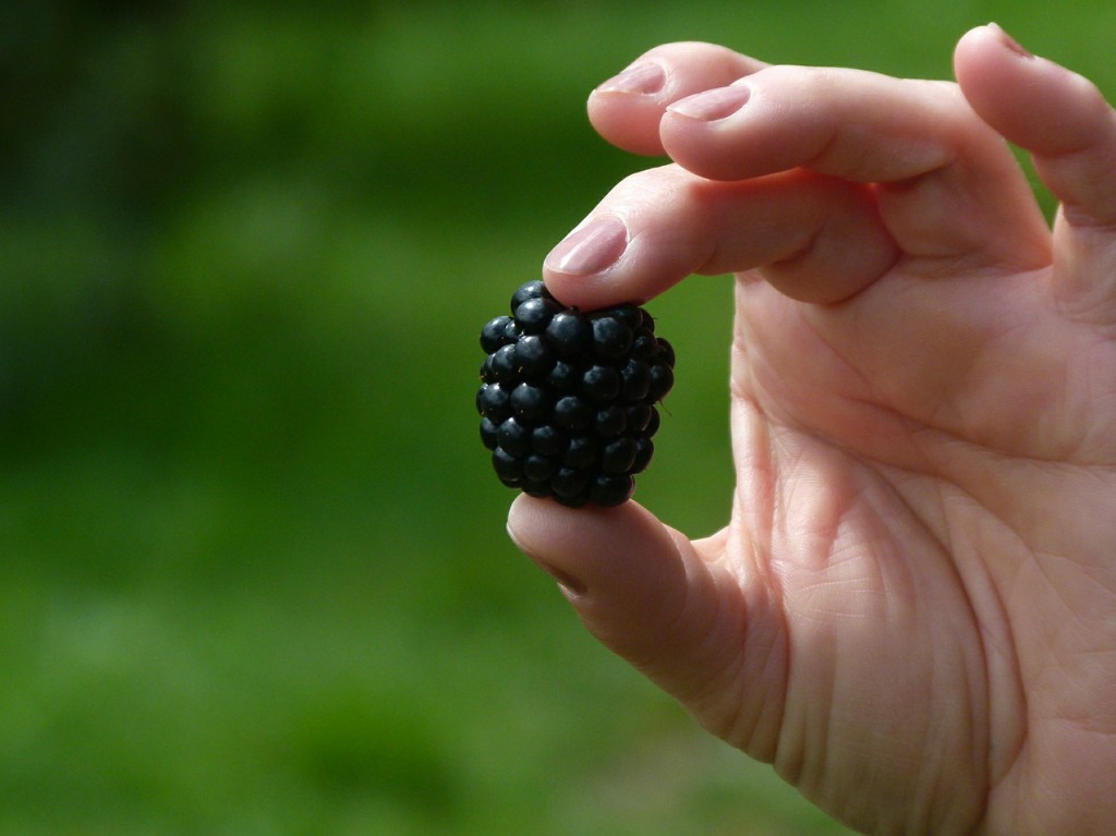 hand holding a blackberry