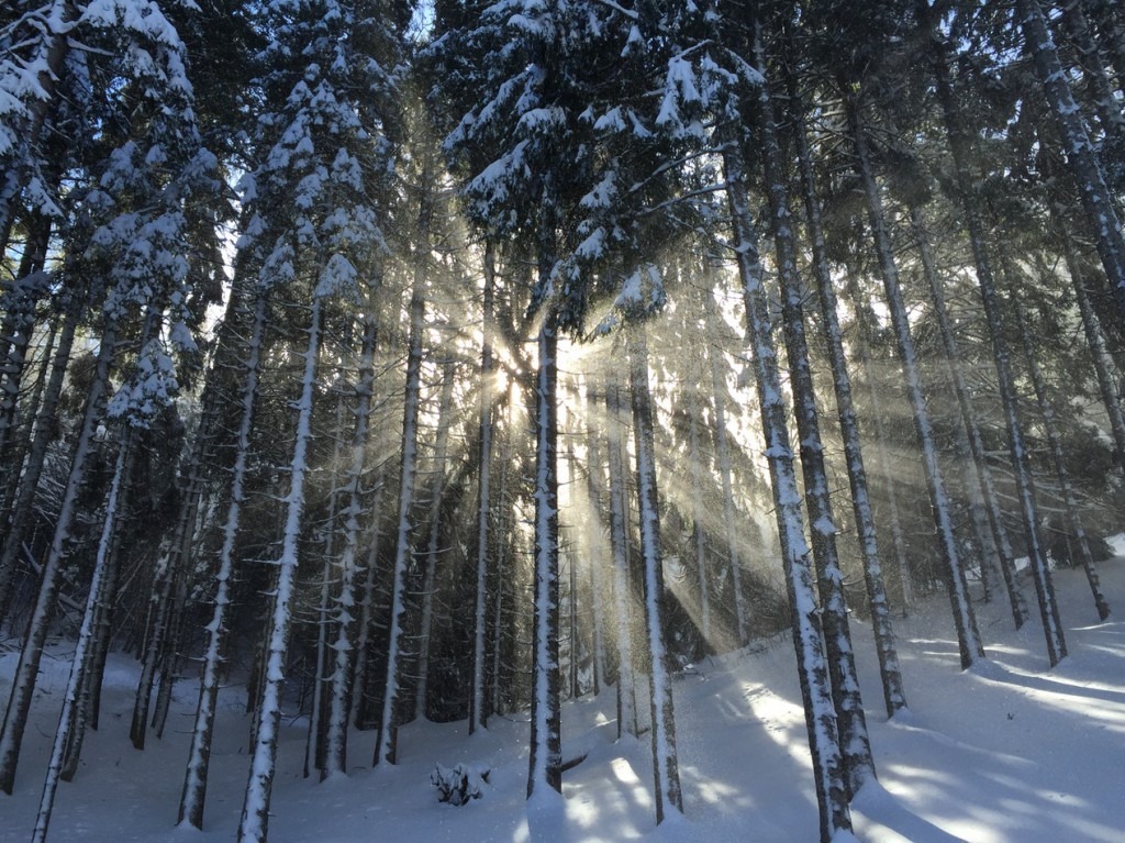 sun shines through the snowy trees