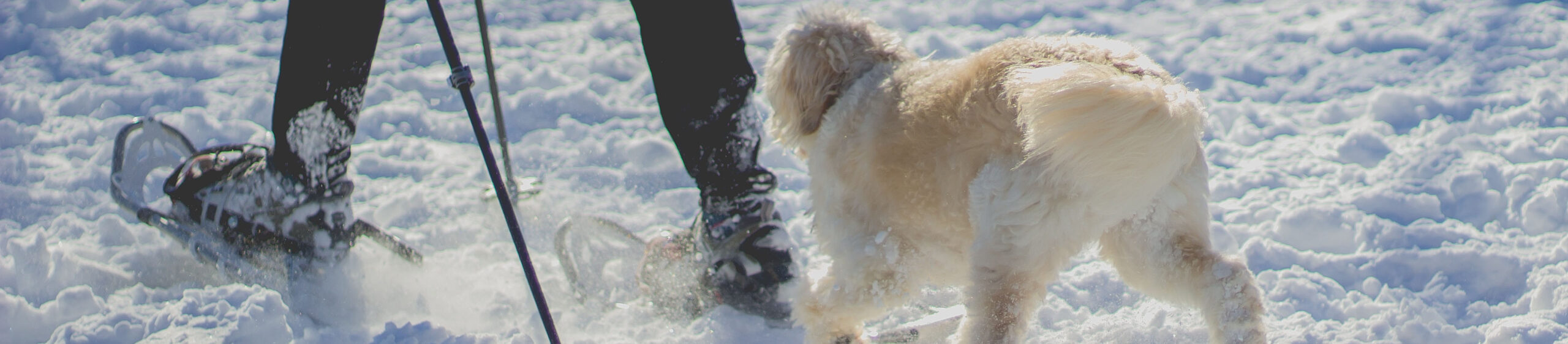 Dog following snowshoer in winter