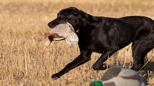 black dog waterfowl hunting with duck in its mouth