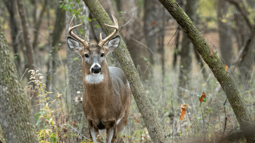 deer in the woods