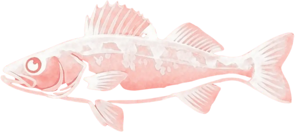 Walleye Walleye